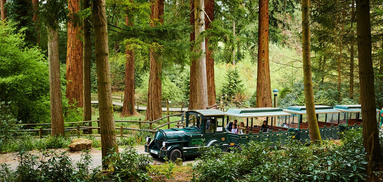 Center Parcs Treehouses — interior and exterior view 10